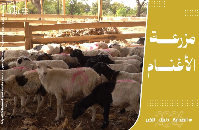 صورة مزرعة أغنام